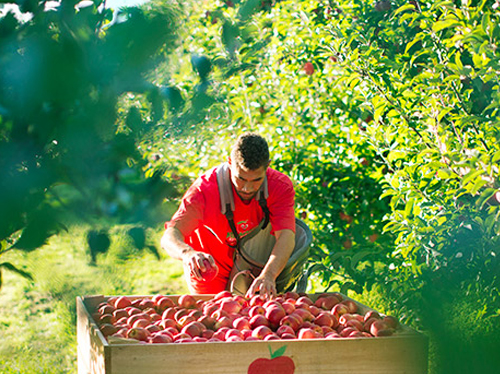 日本果园种植基地